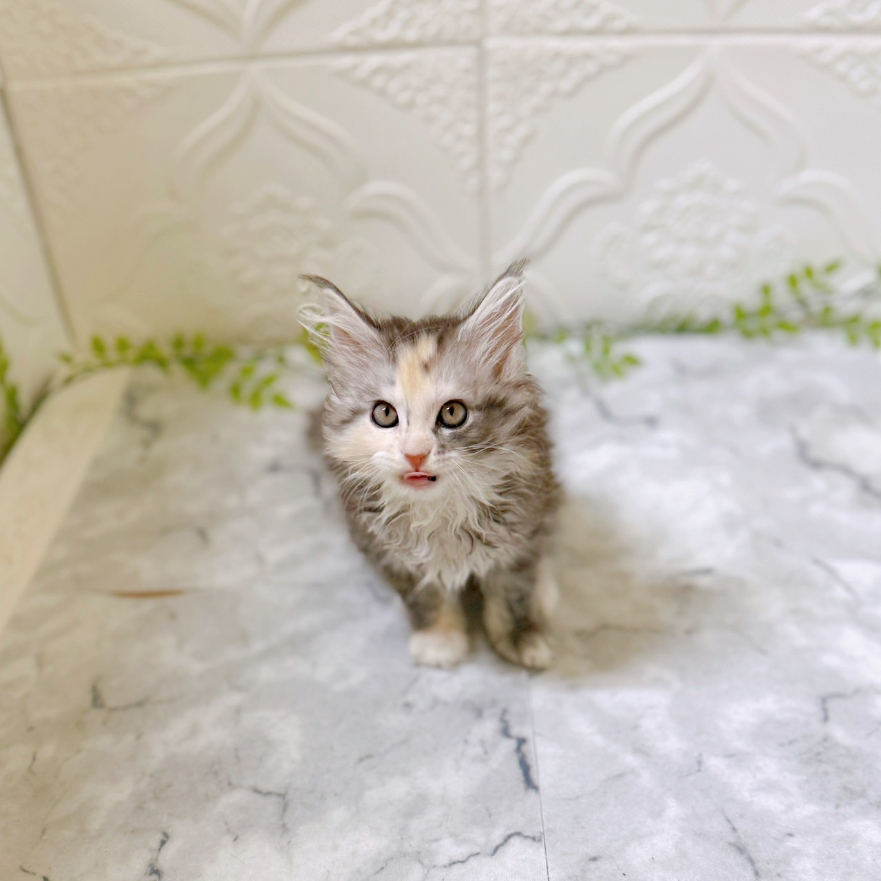 愛知県のメインクーン (犬の家＆猫の里岡崎店/2025年12月16日生まれ/女の子/シルバーパッチドタビーホワイト)の子猫の4枚目の画像