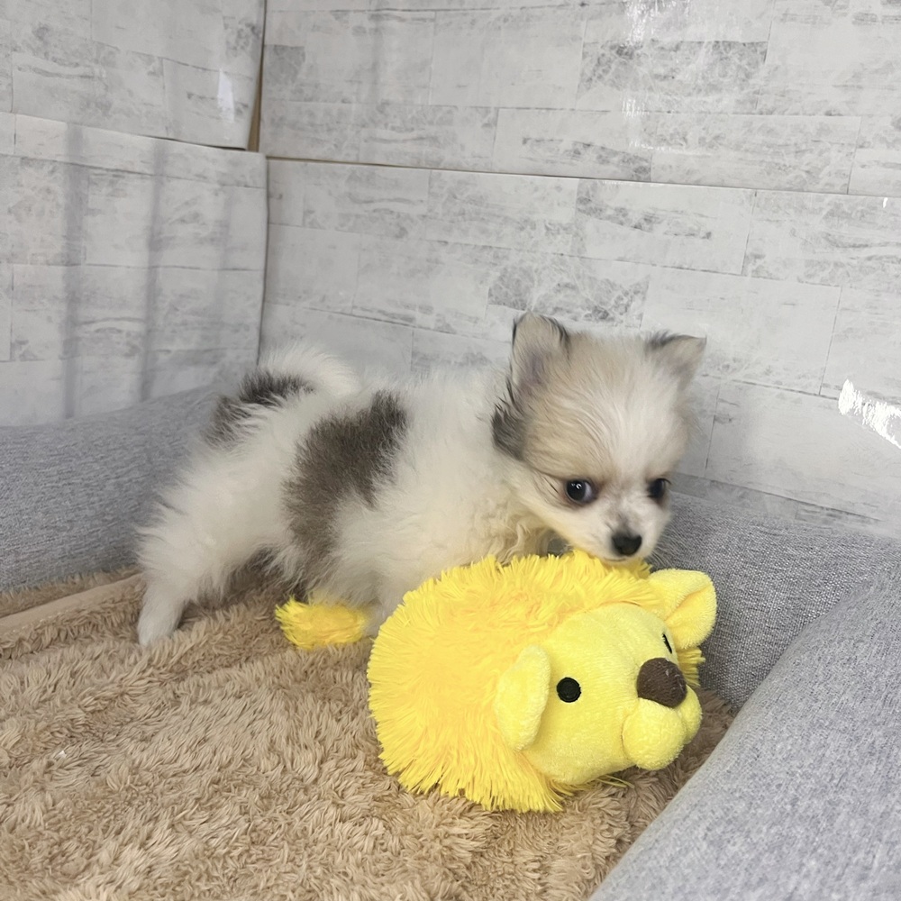 長野県のポメチワ/チワポメ/ポメチー(ポメラニアン×チワワ) (犬の家＆猫の里塩尻店/2025年12月15日生まれ/男の子/パーティーカラー)の子犬の4枚目の画像