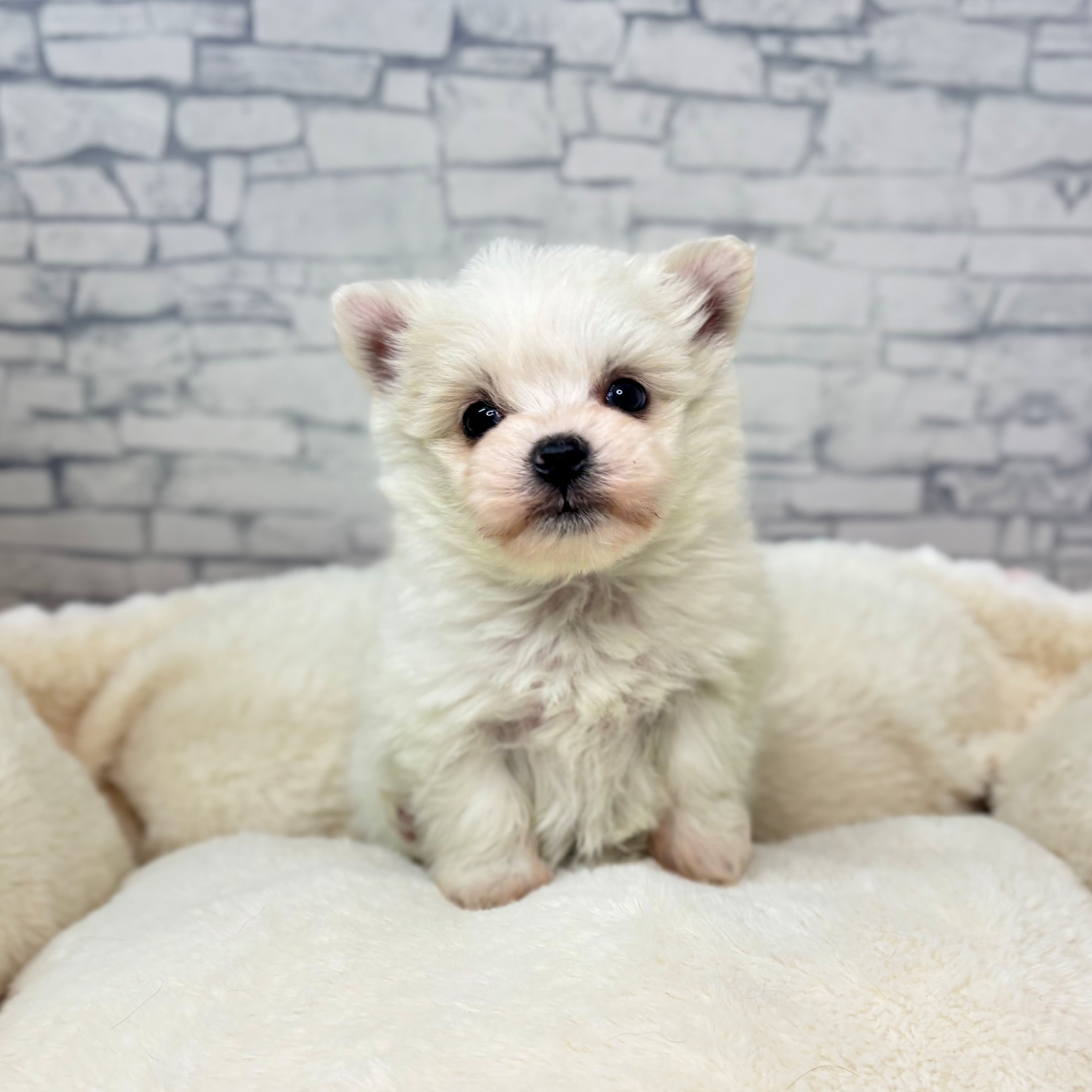 長野県のチワマル/マルチワ(チワワ×マルチーズ) (犬の家＆猫の里長野店/2025年12月16日生まれ/男の子/クリーム)の子犬の4枚目の画像