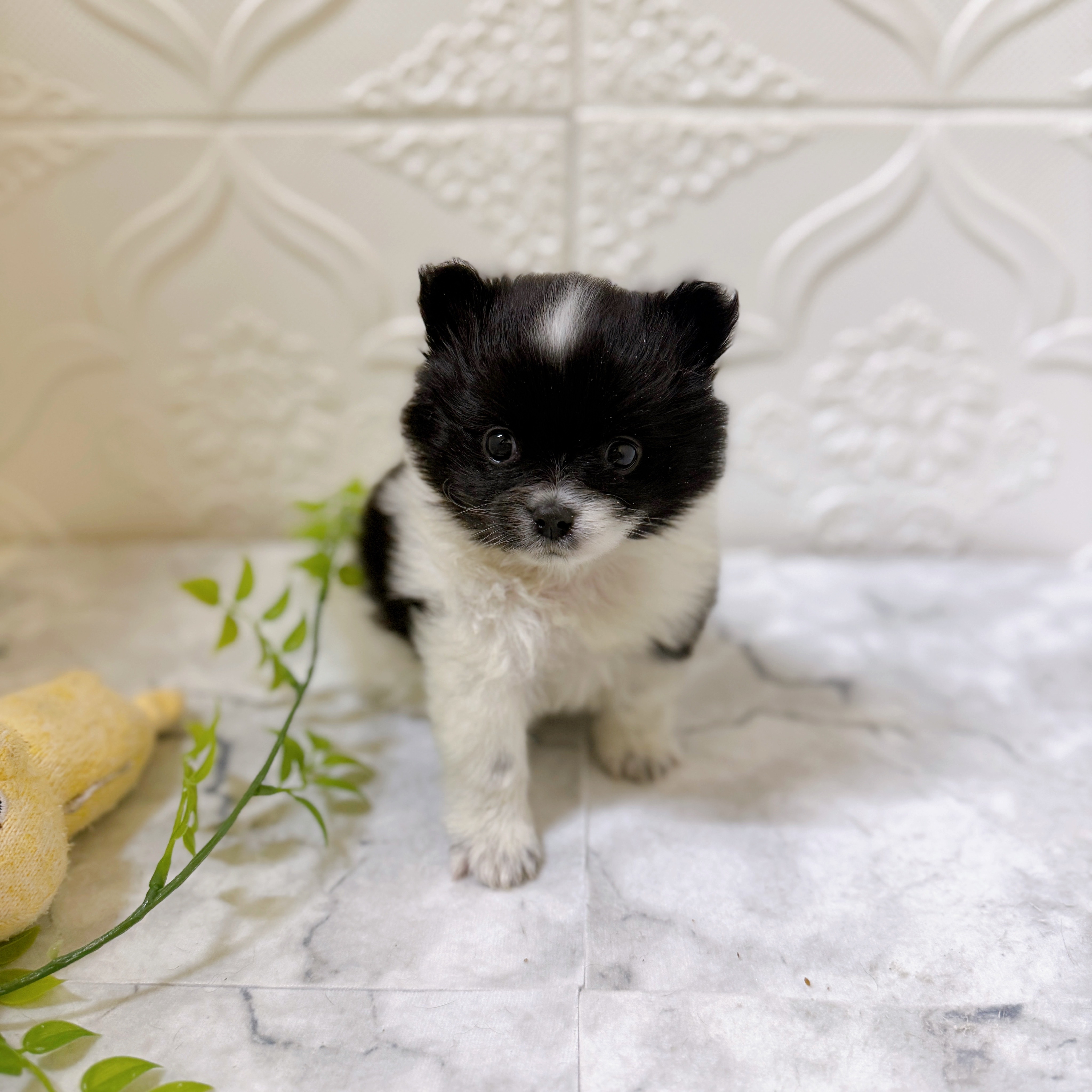 愛知県のポメチワ/チワポメ/ポメチー(ポメラニアン×チワワ) (犬の家＆猫の里岡崎店/2025年12月16日生まれ/男の子/ブラックホワイト)の子犬の4枚目の画像
