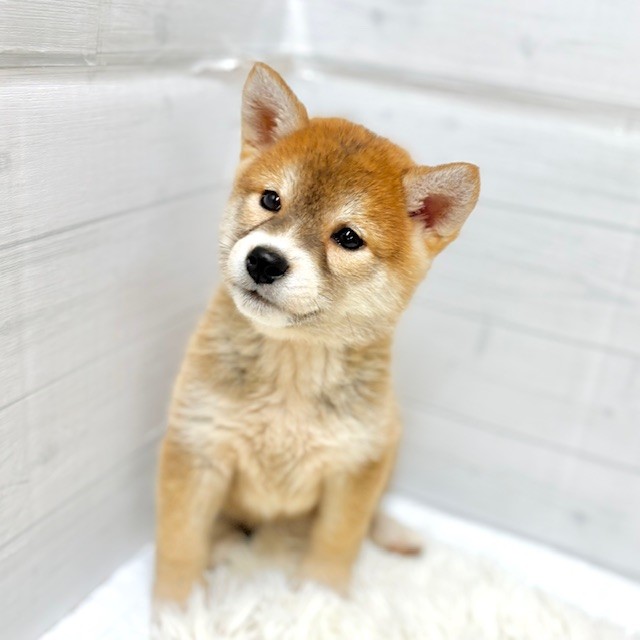 愛知県の柴犬(標準サイズ) (犬の家＆猫の里豊田店/2025年12月15日生まれ/女の子/赤)の子犬の4枚目の画像