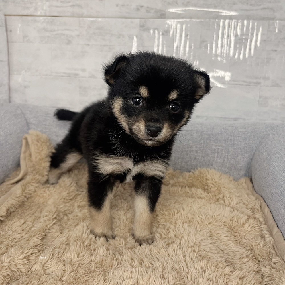 長野県のチワ柴/柴チワ/チワシバ(チワワ×柴) (犬の家＆猫の里塩尻店/2025年12月12日生まれ/女の子/黒)の子犬の4枚目の画像