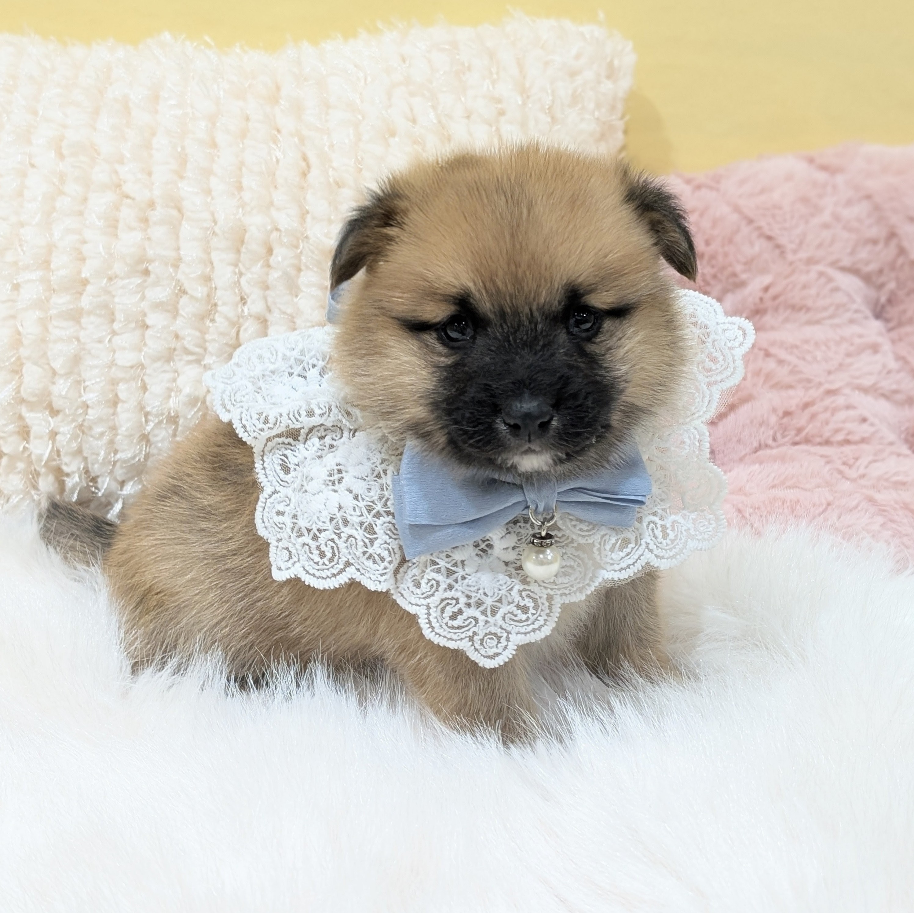 神奈川県のポメ柴/豆ポメ/ポメ豆柴(ポメラニアン×柴犬) (犬の家＆猫の里元住吉ブレーメン通り店/2025年12月11日生まれ/男の子/赤)の子犬の4枚目の画像