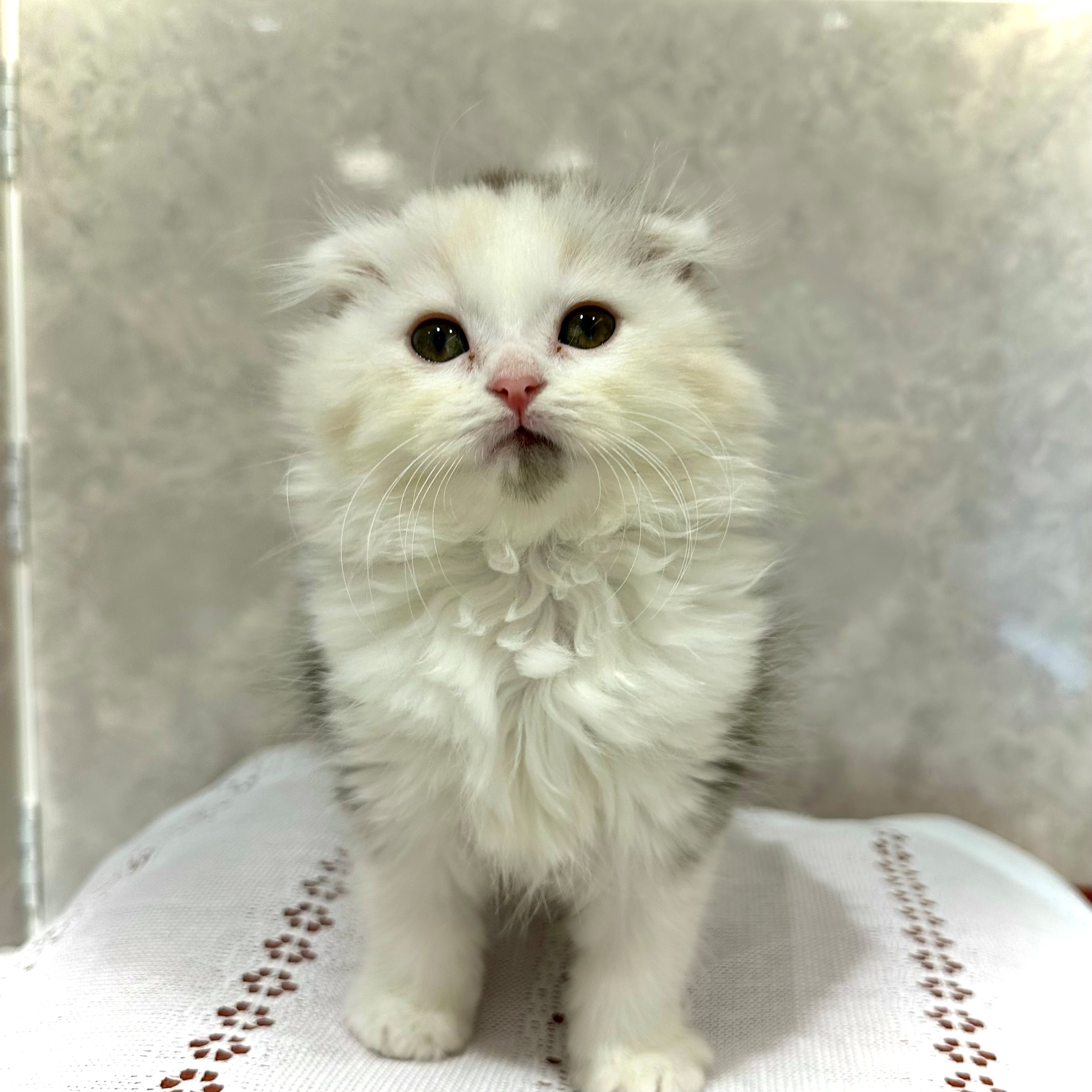 福岡県のスコティッシュフォールド (犬の家＆猫の里くりえいと宗像店/2025年12月15日生まれ/女の子/シルバーパッチドタビーホワイト)の子猫の4枚目の画像