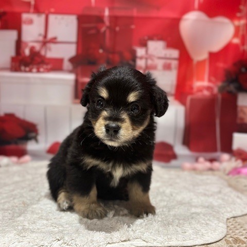 福岡県のチワックス(チワワ×ダックス) (犬の家＆猫の里トリアス久山店/2025年12月12日生まれ/女の子/ブラックタン)の子犬の4枚目の画像