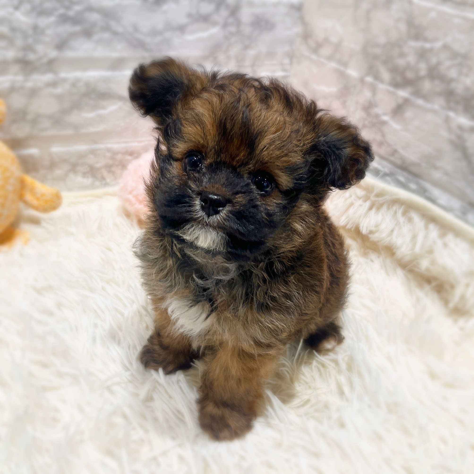 愛知県のチワプー/プーチー(チワワ×プードル) (犬の家＆猫の里MiO香久山店/2025年12月15日生まれ/男の子/フォーン)の子犬の4枚目の画像