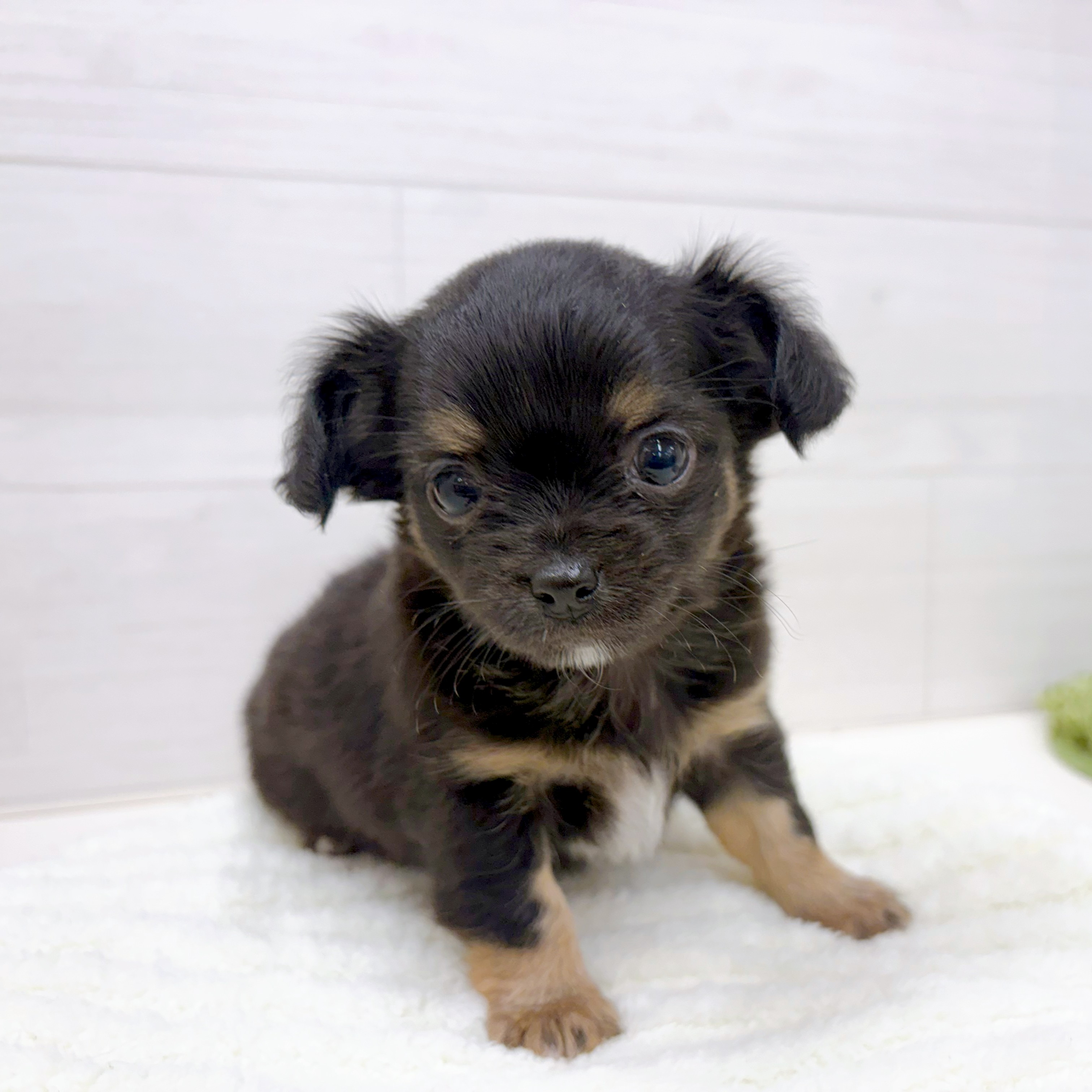 石川県のチワックス(チワワ×ダックス) (犬の家＆猫の里アミーゴ金沢おこばた店/2025年12月16日生まれ/男の子/ブラックタンホワイト)の子犬の4枚目の画像