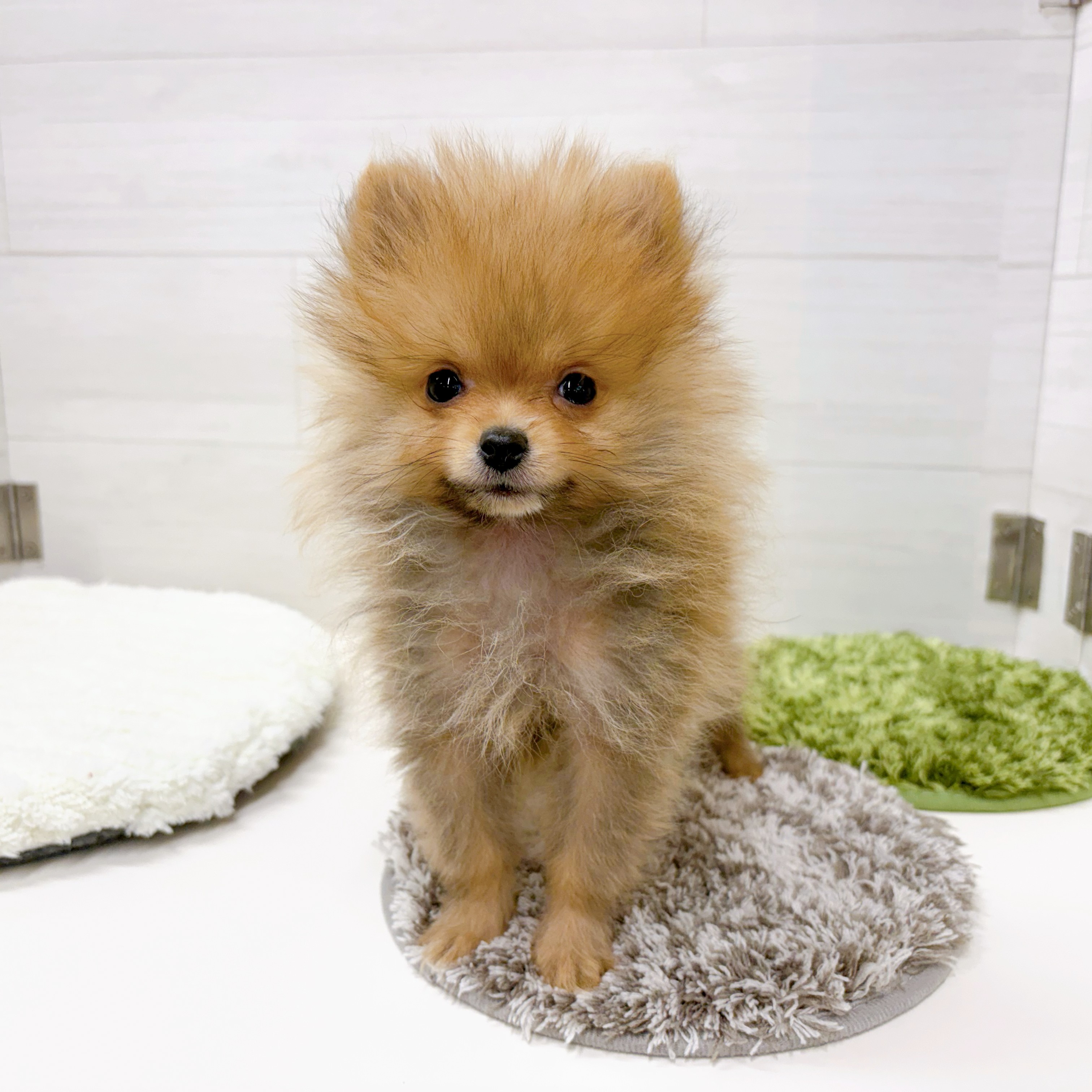 石川県のポメラニアン (犬の家＆猫の里アミーゴ金沢おこばた店/2025年12月3日生まれ/男の子/オレンジセーブル)の子犬の4枚目の画像