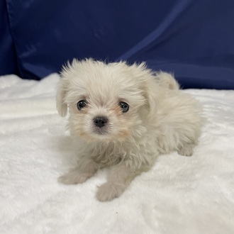 愛知県のチワマル/マルチワ(チワワ×マルチーズ) (犬の家＆猫の里一宮店/2025年12月13日生まれ/女の子/クリームホワイト)の子犬の4枚目の画像
