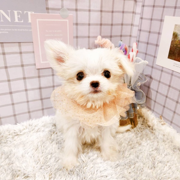 福井県のチワマル/マルチワ(チワワ×マルチーズ) (犬の家＆猫の里福井店/2025年12月13日生まれ/女の子/クリームホワイト)の子犬の4枚目の画像