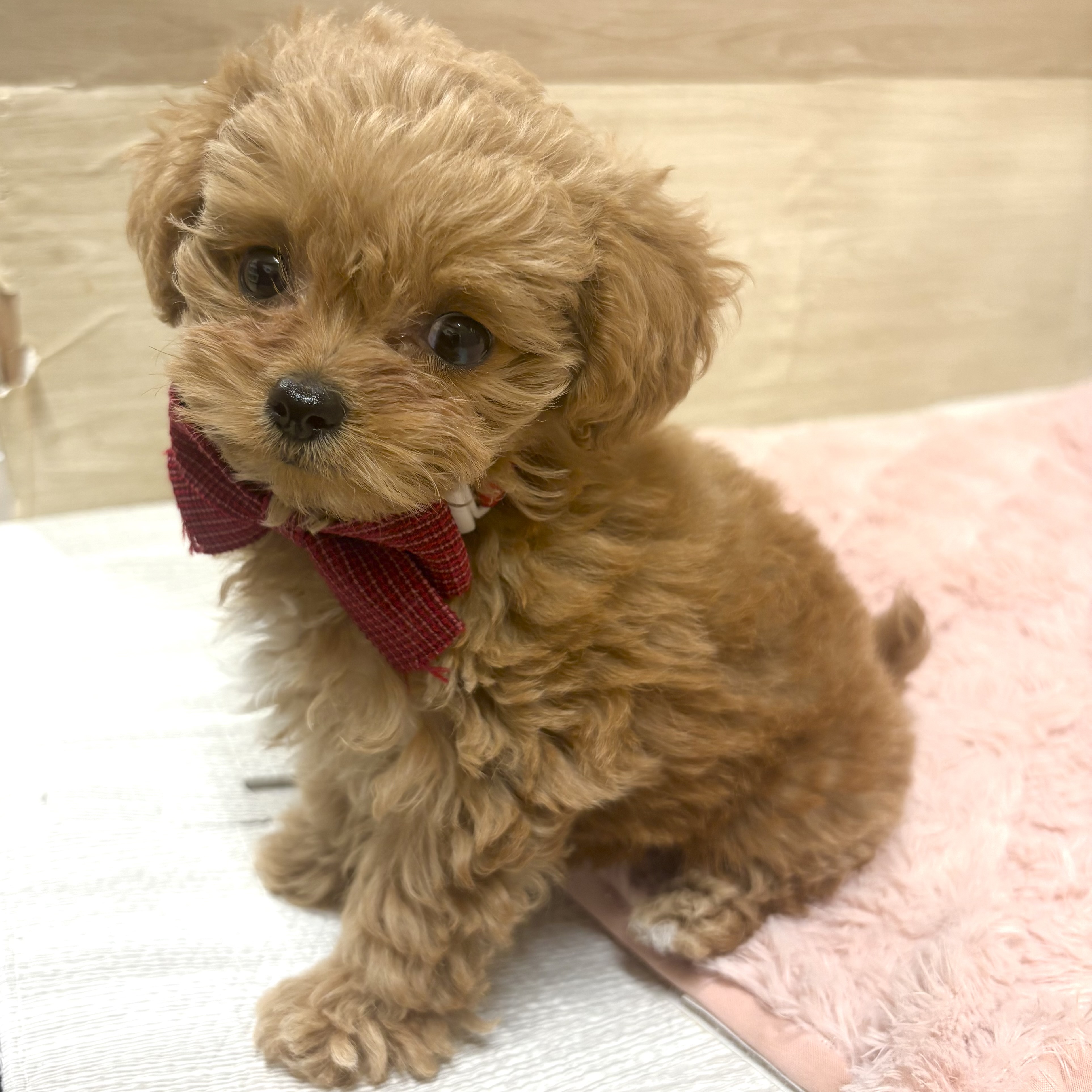 大阪府のチワプー/プーチー(チワワ×プードル) (犬の家＆猫の里そよら東岸和田店/2025年12月16日生まれ/女の子/アプリコット)の子犬の4枚目の画像