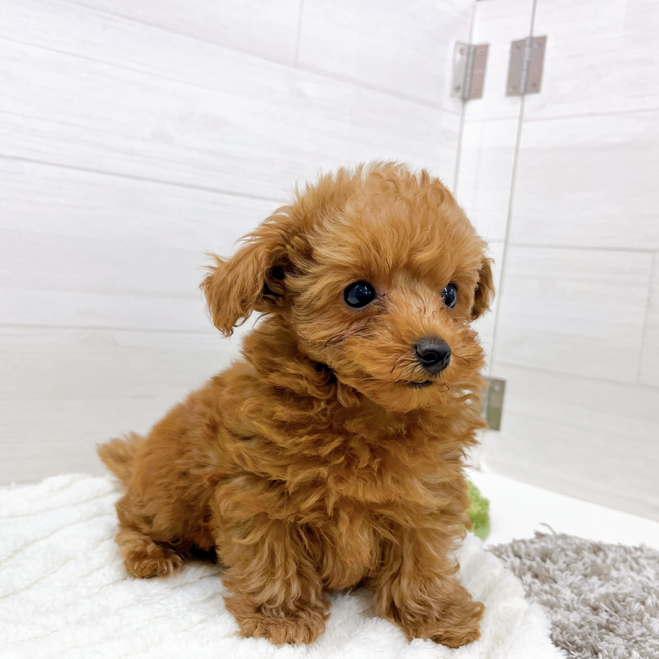 石川県のトイプードル(トイ) (犬の家＆猫の里アミーゴ金沢おこばた店/2025年12月16日生まれ/男の子/レッドフォーン)の子犬の4枚目の画像