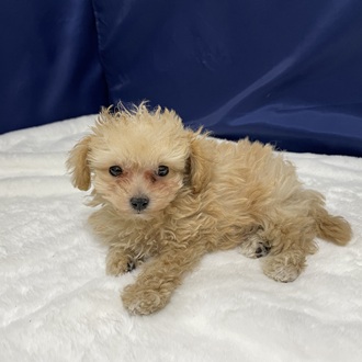 愛知県のマルプー(マルチーズ×プードル) (犬の家＆猫の里一宮店/2025年12月17日生まれ/男の子/クリーム)の子犬の4枚目の画像