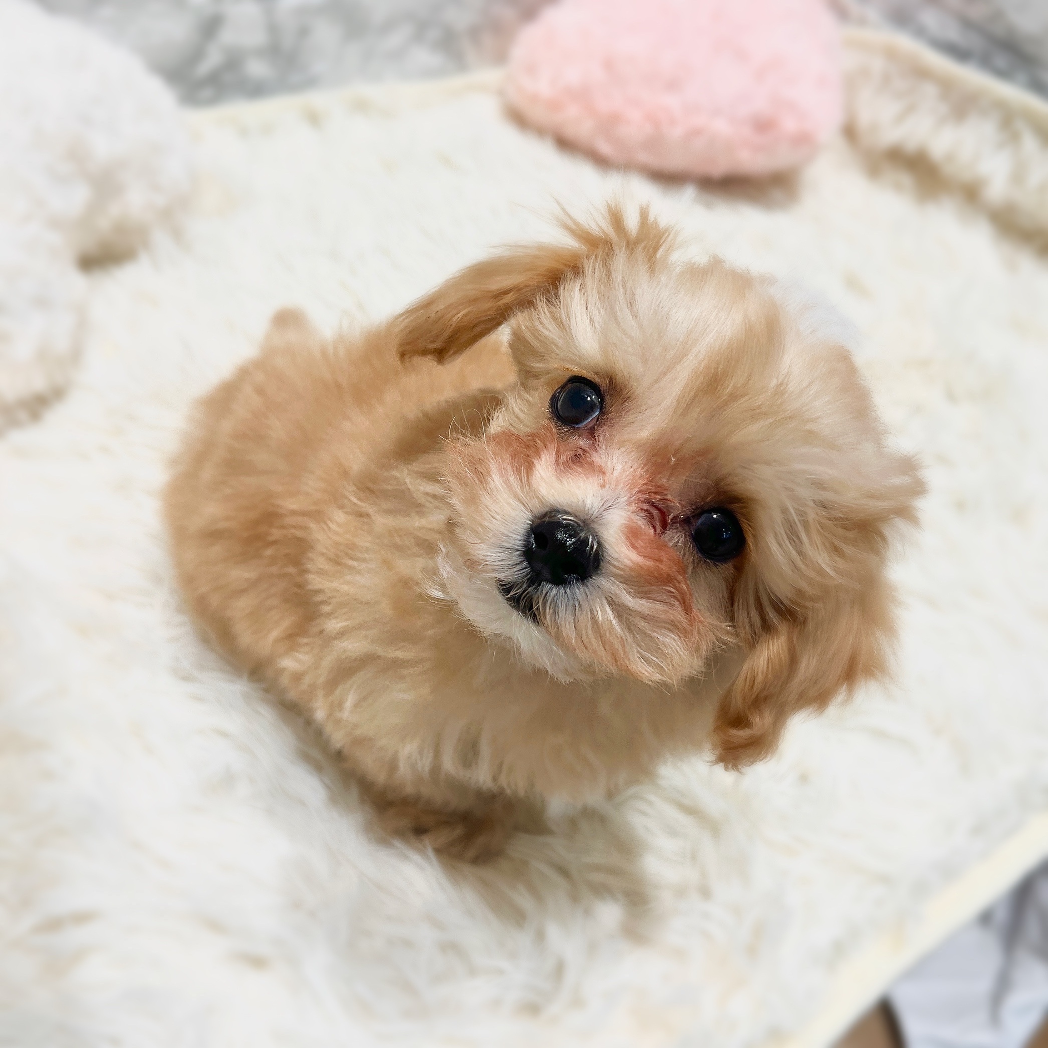 愛知県のマルプー(マルチーズ×プードル) (犬の家＆猫の里MiO香久山店/2025年12月17日生まれ/男の子/クリームホワイト)の子犬の4枚目の画像