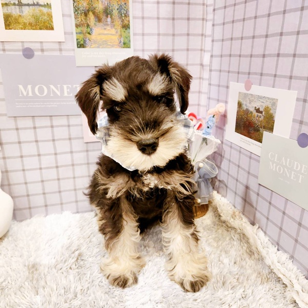 福井県のミニチュアシュナウザー (犬の家＆猫の里福井店/2025年12月17日生まれ/男の子/ブラックシルバー)の子犬の4枚目の画像