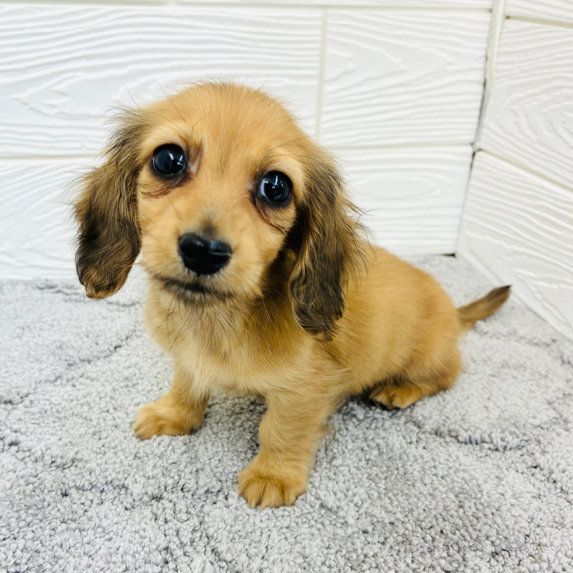 愛知県のカニンヘンダックスフンド(ロング) (犬の家＆猫の里七宝店/2025年12月17日生まれ/男の子/レッド)の子犬の4枚目の画像