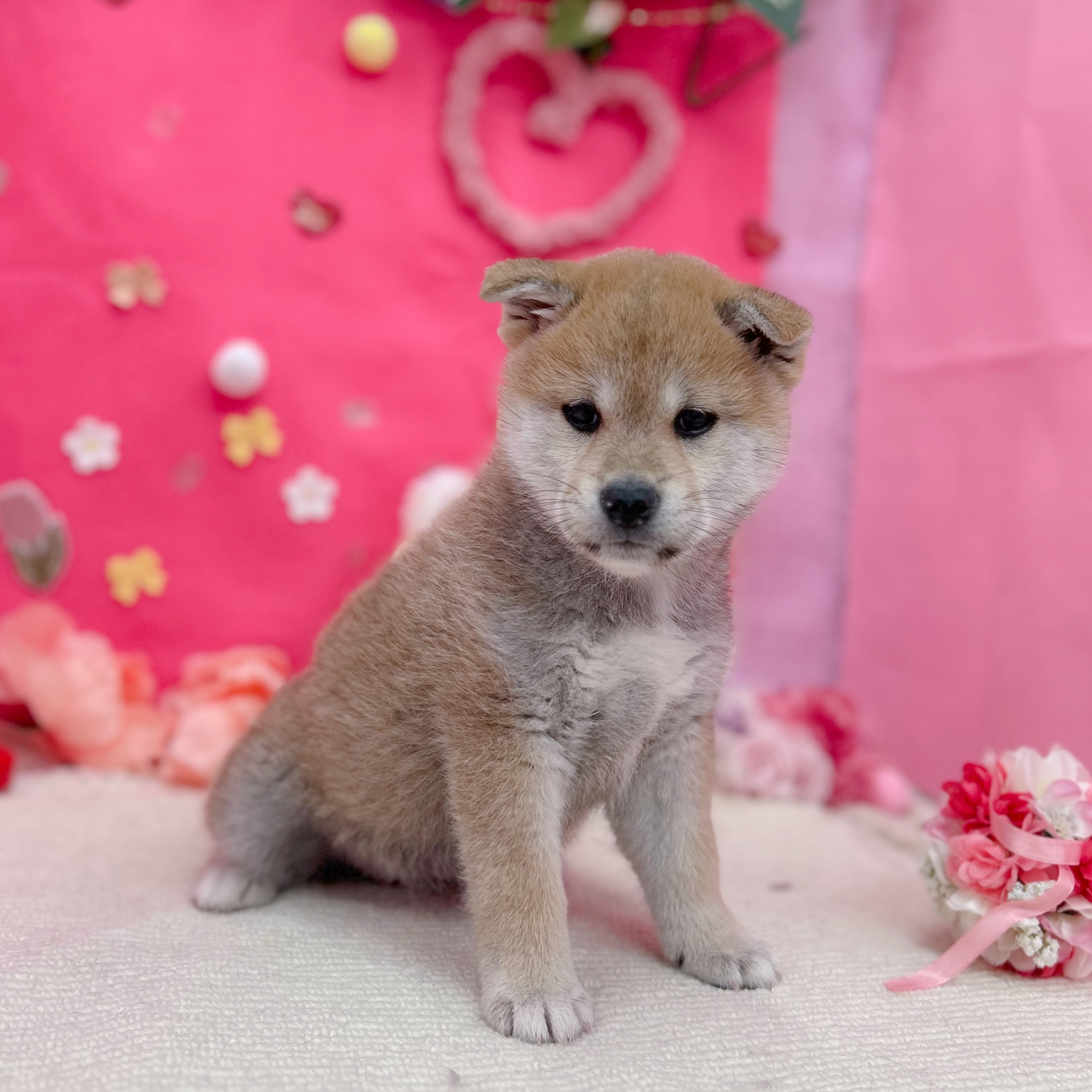 岐阜県の柴犬(標準サイズ) (犬の家＆猫の里岐南店/2025年12月16日生まれ/女の子/赤)の子犬の4枚目の画像