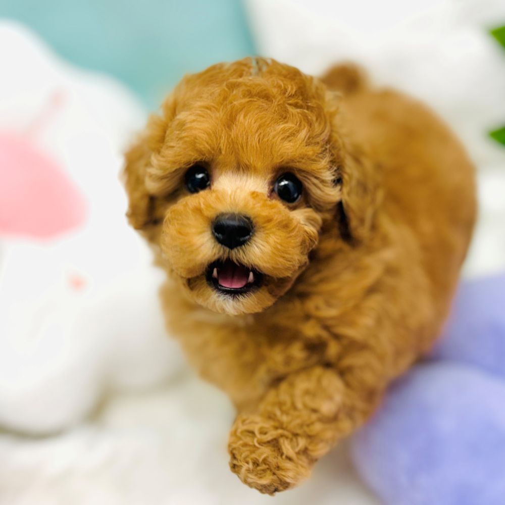 愛知県のトイプードル(トイ) (犬の家＆猫の里愛知刈谷店/2025年12月17日生まれ/女の子/オレンジフォーン)の子犬の4枚目の画像