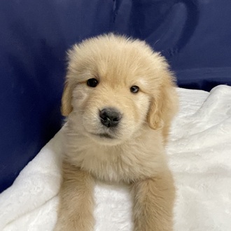 愛知県のゴールデンレトリバー (犬の家＆猫の里一宮店/2025年12月9日生まれ/男の子/ゴールデン)の子犬の4枚目の画像