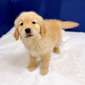 愛知県のゴールデンレトリバー (犬の家＆猫の里一宮店/2025年12月9日生まれ/男の子/ゴールデン)の子犬の4枚目の画像