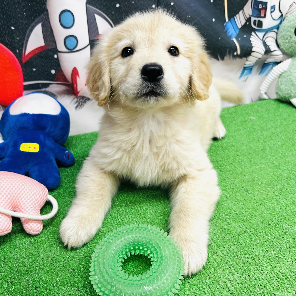 愛知県のゴールデンレトリバー (犬の家＆猫の里名古屋天白店/2025年12月16日生まれ/女の子/ゴールデン)の子犬の4枚目の画像