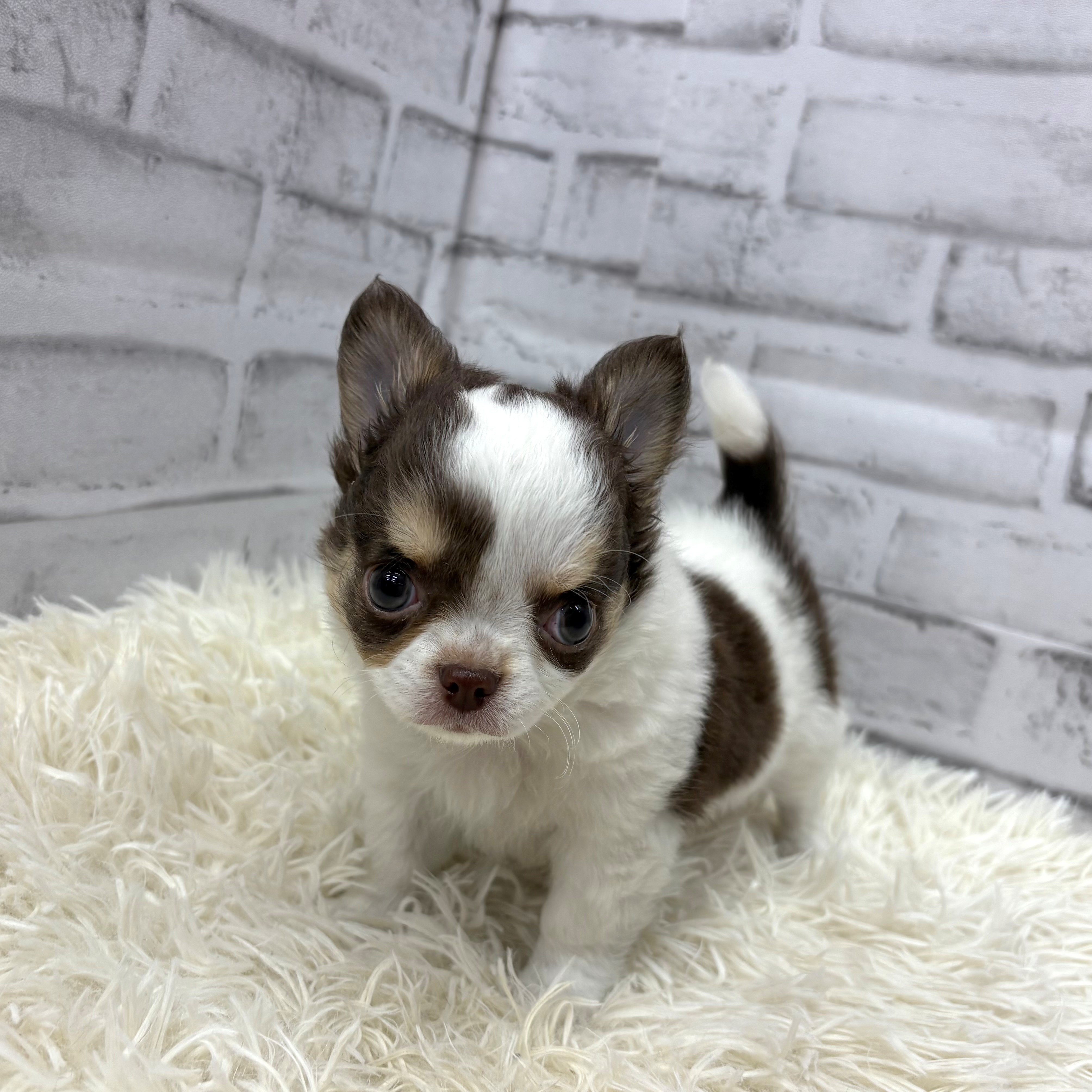 愛知県のチワワ(ロング) (犬の家＆猫の里MEGAドン・キホーテ東海名和店/2025年12月14日生まれ/男の子/ホワイト、チョコレート&タン)の子犬の4枚目の画像