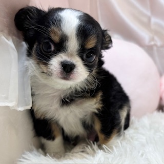 兵庫県のチワワ(ロング) (犬の家＆猫の里カナート西神戸店/2025年12月14日生まれ/男の子/ブラックタンホワイト)の子犬の4枚目の画像