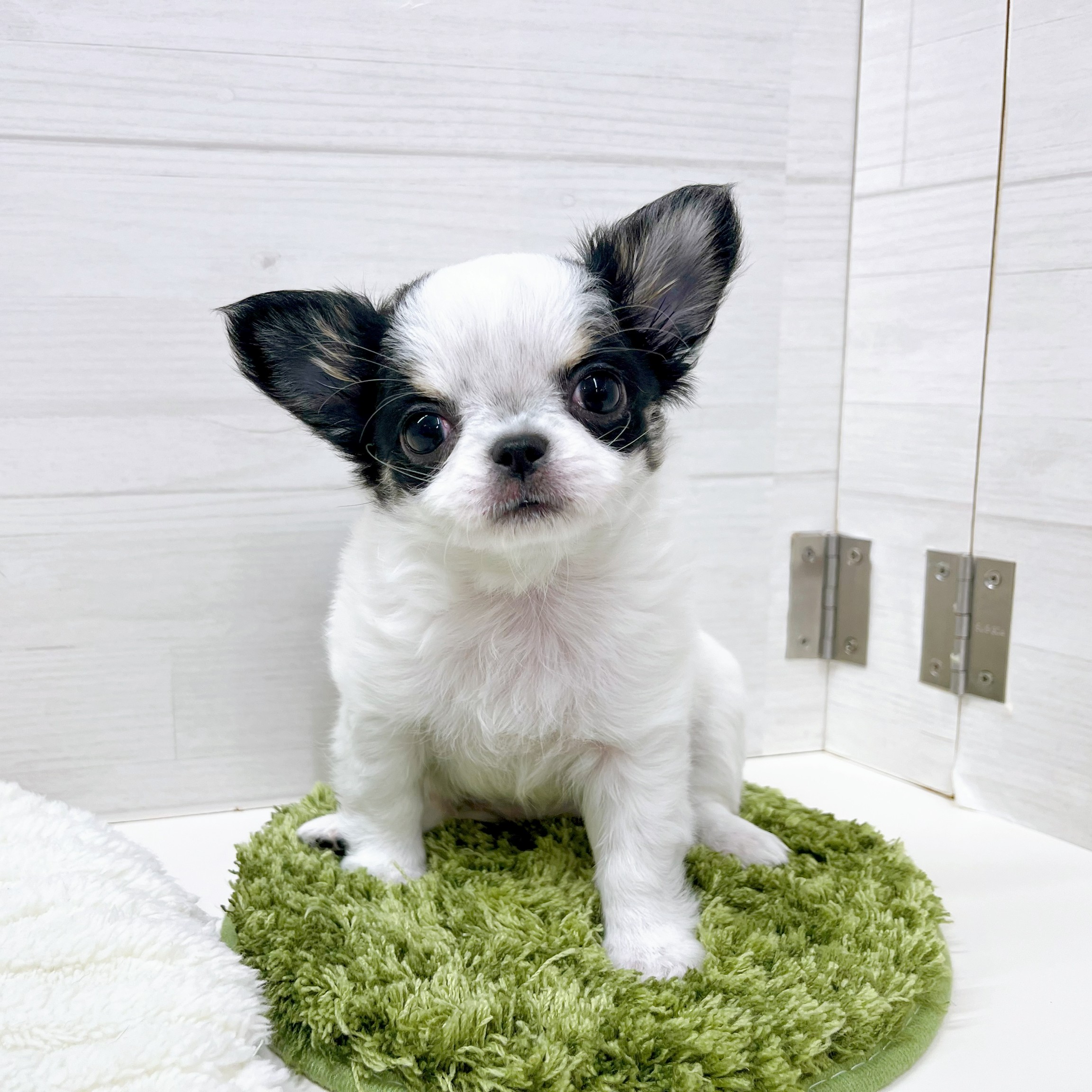 石川県のチワワ(ロング) (犬の家＆猫の里アミーゴ金沢おこばた店/2025年12月14日生まれ/女の子/ホワイトブラックタン)の子犬の4枚目の画像