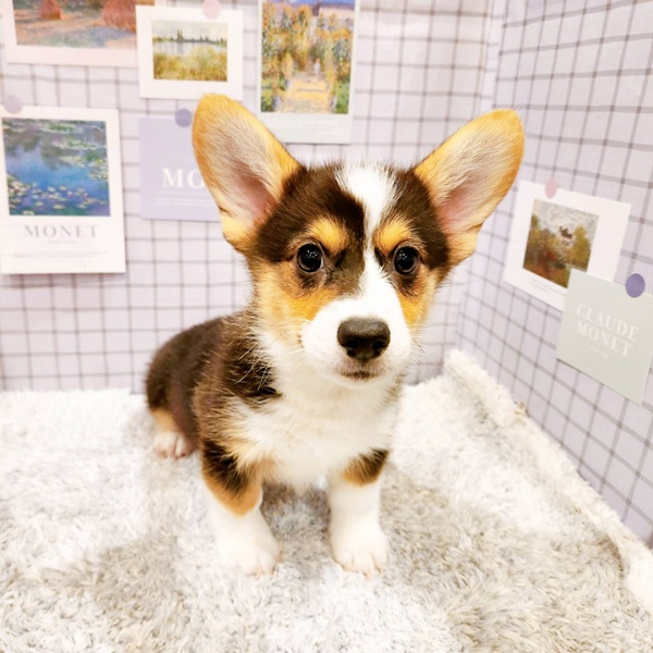 福井県のウェルシュコーギーペンブローク (犬の家＆猫の里福井店/2025年12月16日生まれ/男の子/ブラックタンホワイト)の子犬の4枚目の画像