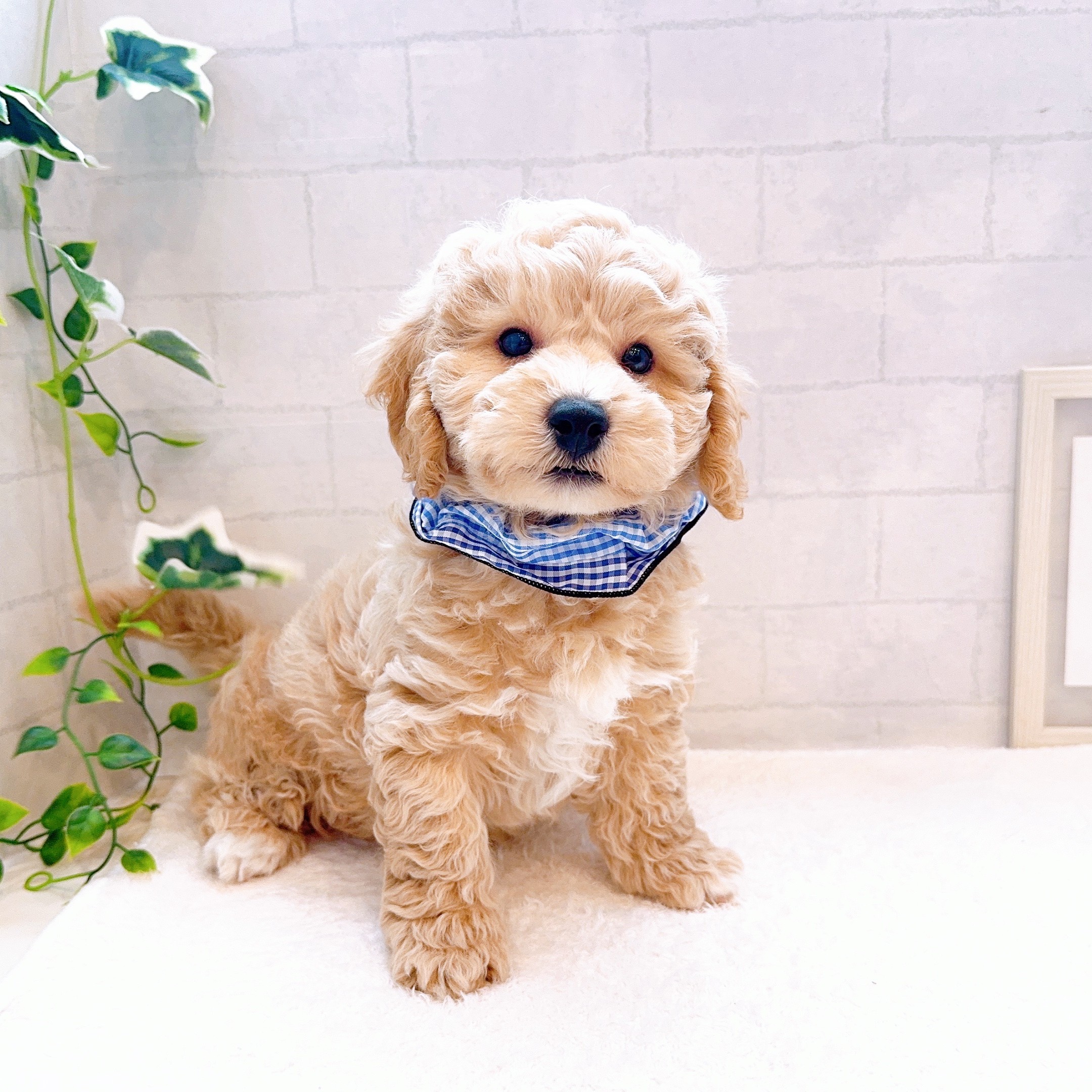 石川県のハーフ犬・ミックス犬 (犬の家＆猫の里金沢店/2025年12月14日生まれ/男の子/カフェオレ)の子犬の4枚目の画像