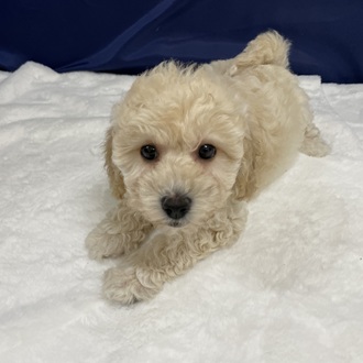 愛知県のハーフ犬・ミックス犬 (犬の家＆猫の里一宮店/2025年12月14日生まれ/女の子/クリーム)の子犬の4枚目の画像