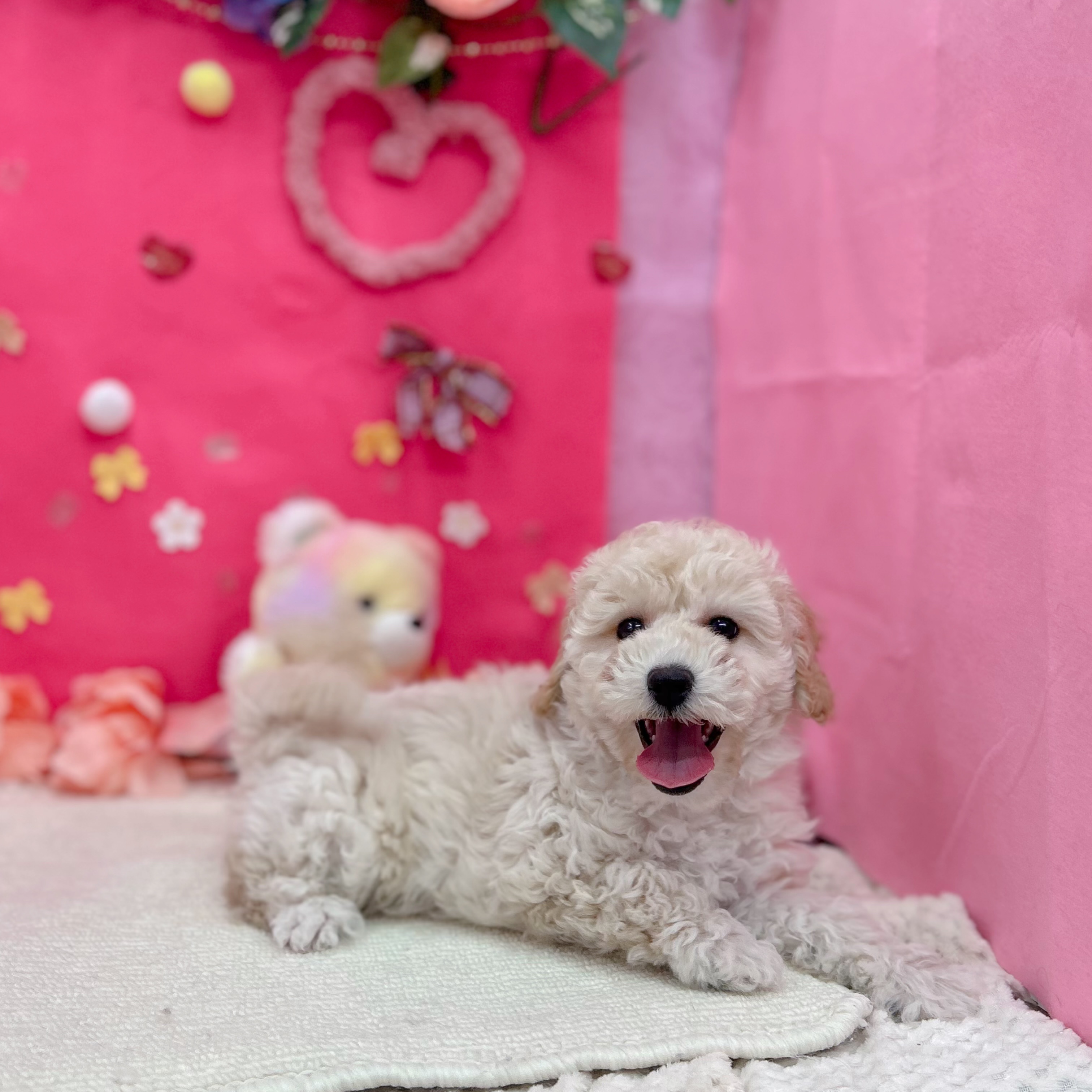 岐阜県のハーフ犬・ミックス犬 (犬の家＆猫の里岐南店/2025年12月14日生まれ/女の子/クリーム)の子犬の4枚目の画像