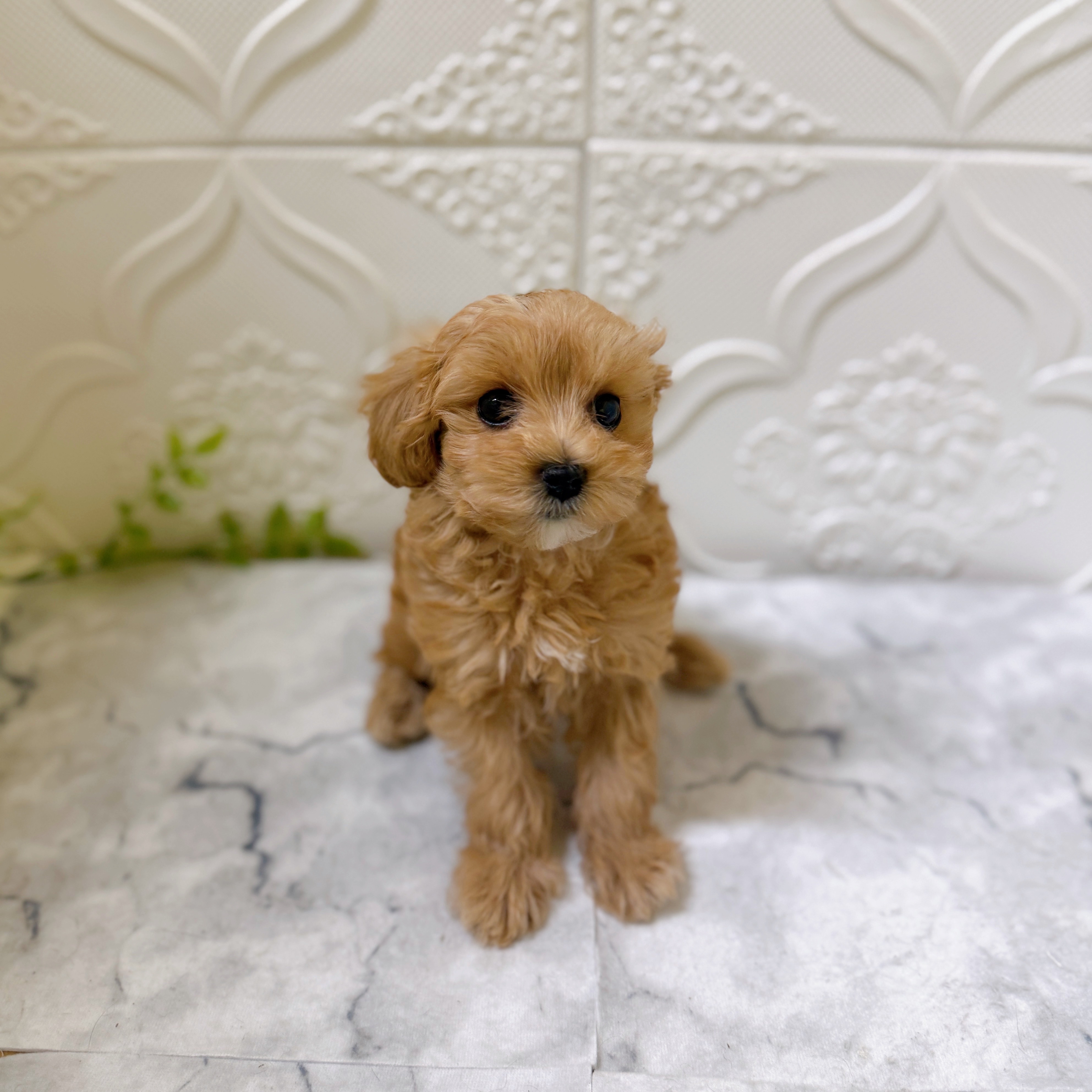 愛知県のマルプー(マルチーズ×プードル) (犬の家＆猫の里岡崎店/2025年12月16日生まれ/女の子/アプリコット)の子犬の4枚目の画像