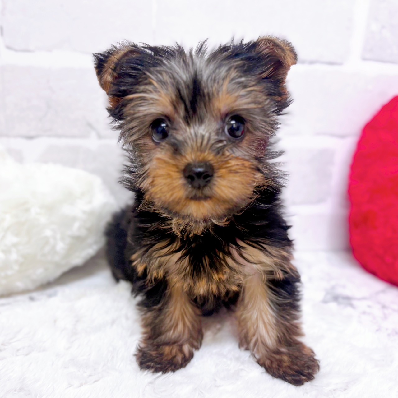 京都府のヨークシャーテリア (犬の家＆猫の里京都精華店/2025年12月18日生まれ/女の子/スチールブルータン)の子犬の1枚目の画像