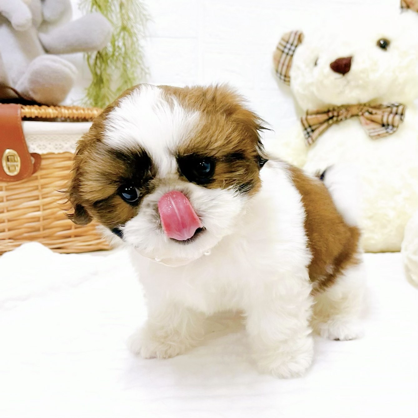 滋賀県のシーズー (犬の家＆猫の里近江八幡店/2025年12月18日生まれ/女の子/ホワイトゴールド)の子犬の4枚目の画像