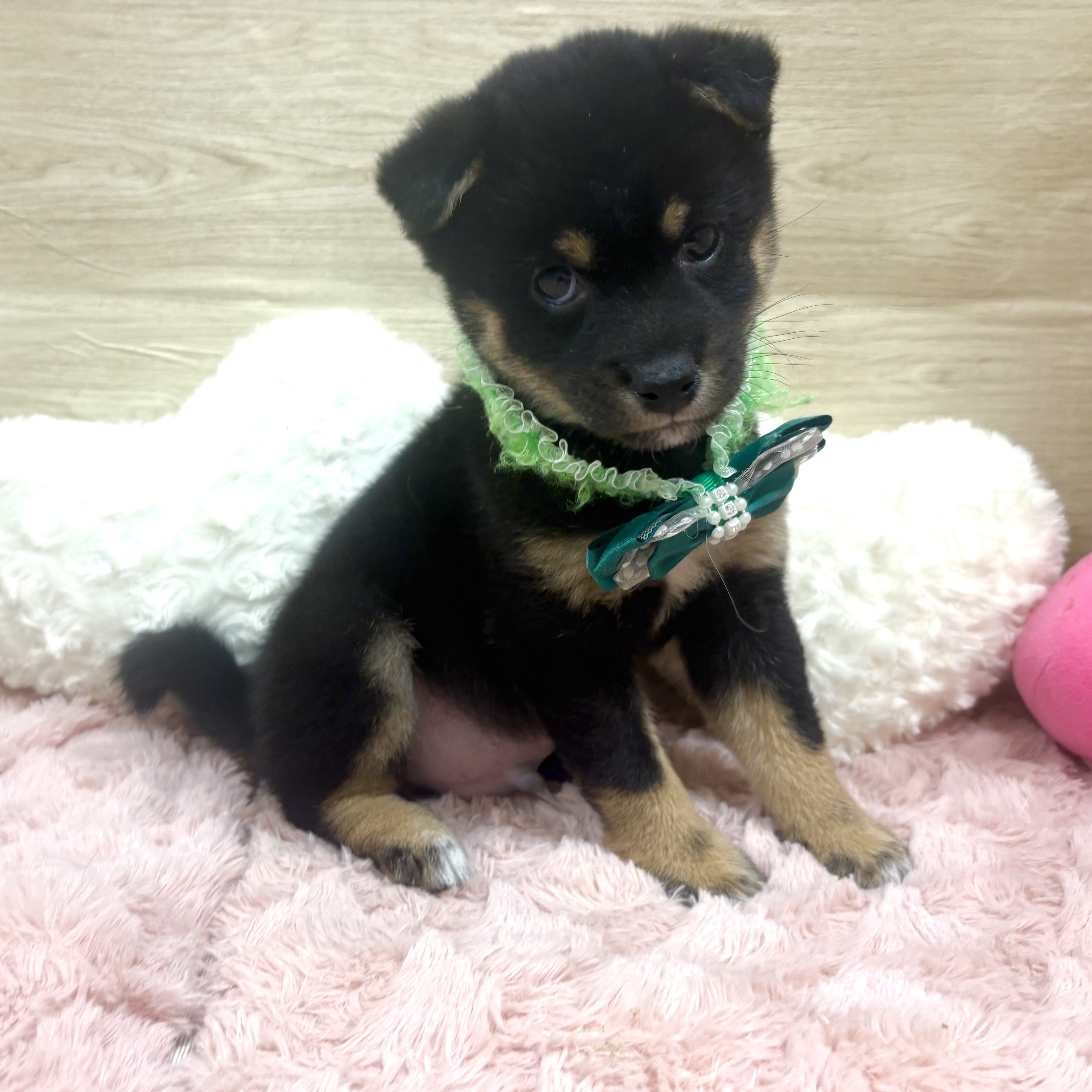 大阪府の豆柴 (犬の家＆猫の里そよら東岸和田店/2025年12月17日生まれ/男の子/黒)の子犬の4枚目の画像