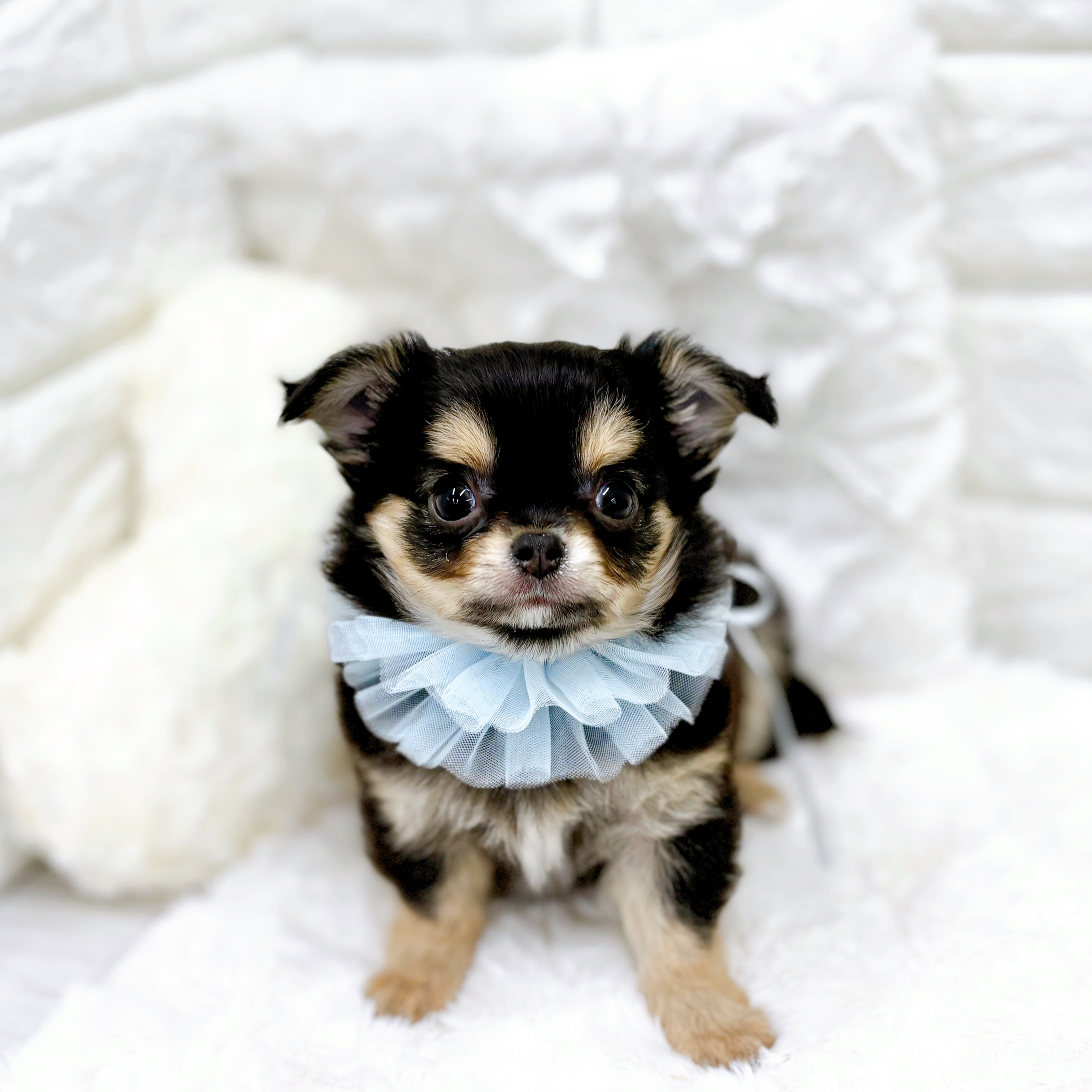 福井県のチワワ(ロング) (犬の家＆猫の里アミーゴ福井店/2025年12月18日生まれ/男の子/ブラックタン)の子犬の4枚目の画像