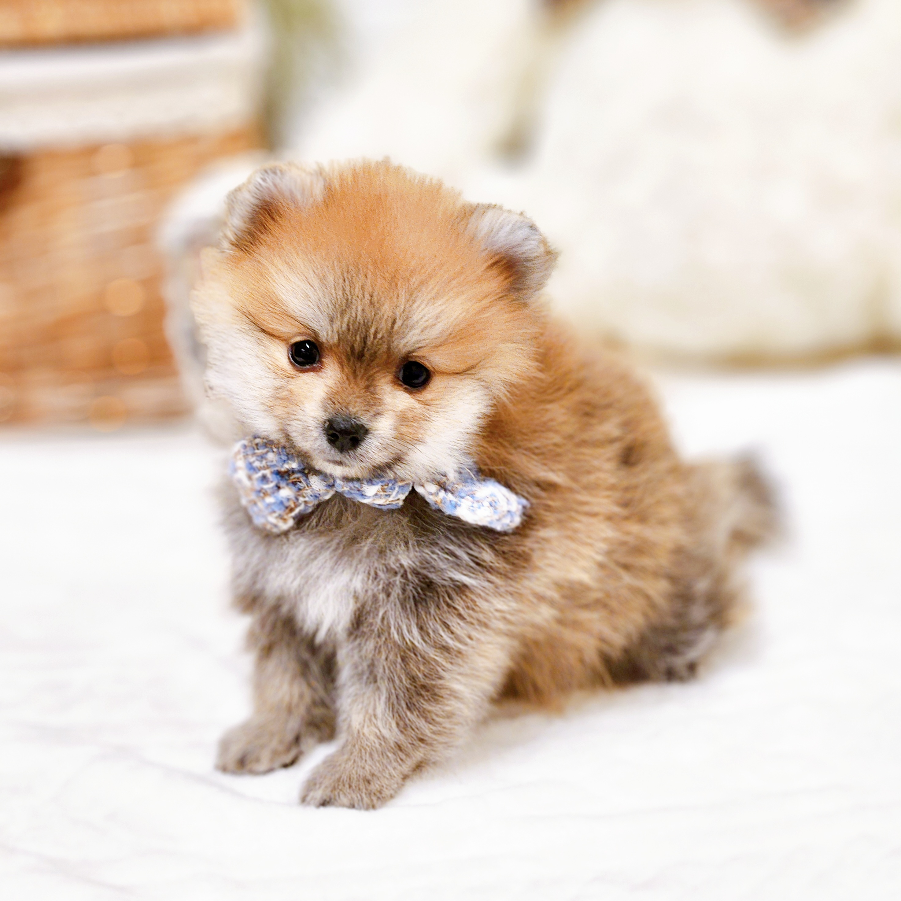 滋賀県のポメラニアン (犬の家＆猫の里近江八幡店/2025年12月15日生まれ/男の子/オレンジ)の子犬の4枚目の画像