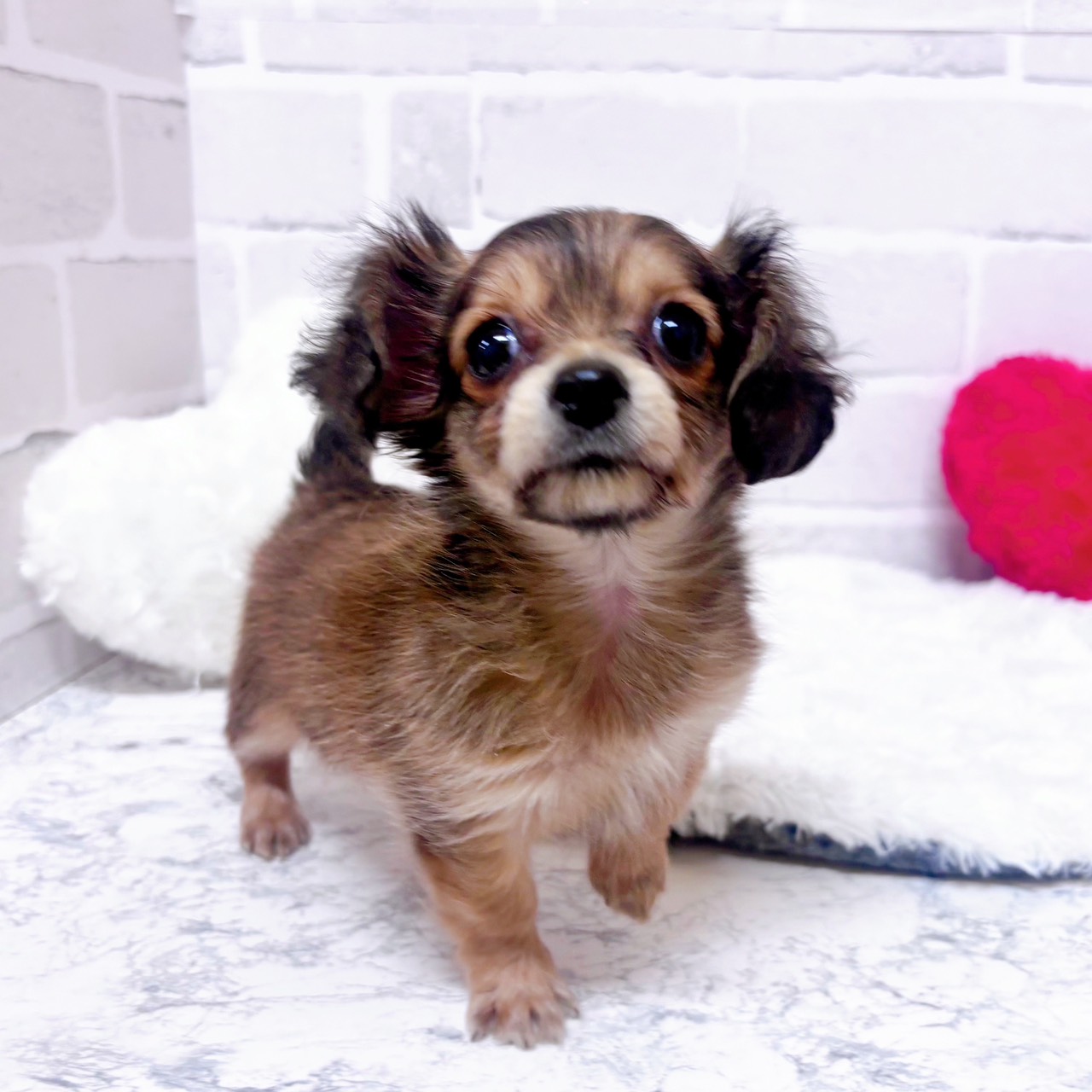 京都府のチワックス(チワワ×ダックス) (犬の家＆猫の里京都精華店/2025年12月16日生まれ/女の子/シェーデットレッド)の子犬の4枚目の画像