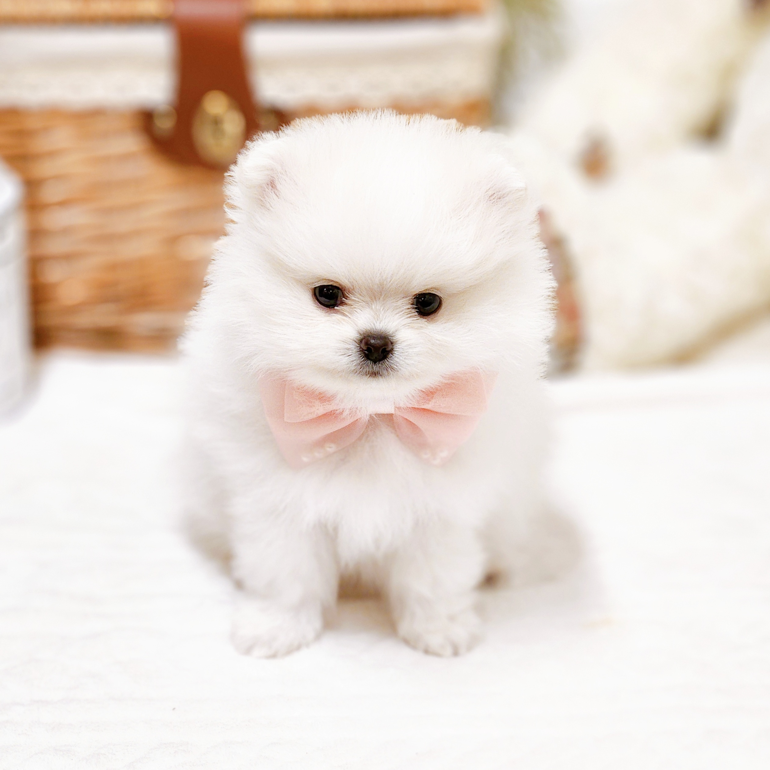 滋賀県のポメラニアン (犬の家＆猫の里近江八幡店/2025年12月16日生まれ/女の子/ホワイト)の子犬の4枚目の画像