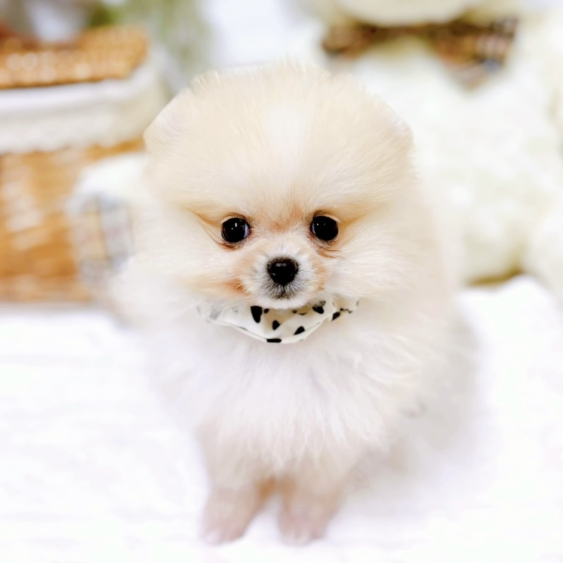 滋賀県のポメラニアン (犬の家＆猫の里近江八幡店/2025年12月13日生まれ/女の子/クリーム)の子犬の4枚目の画像