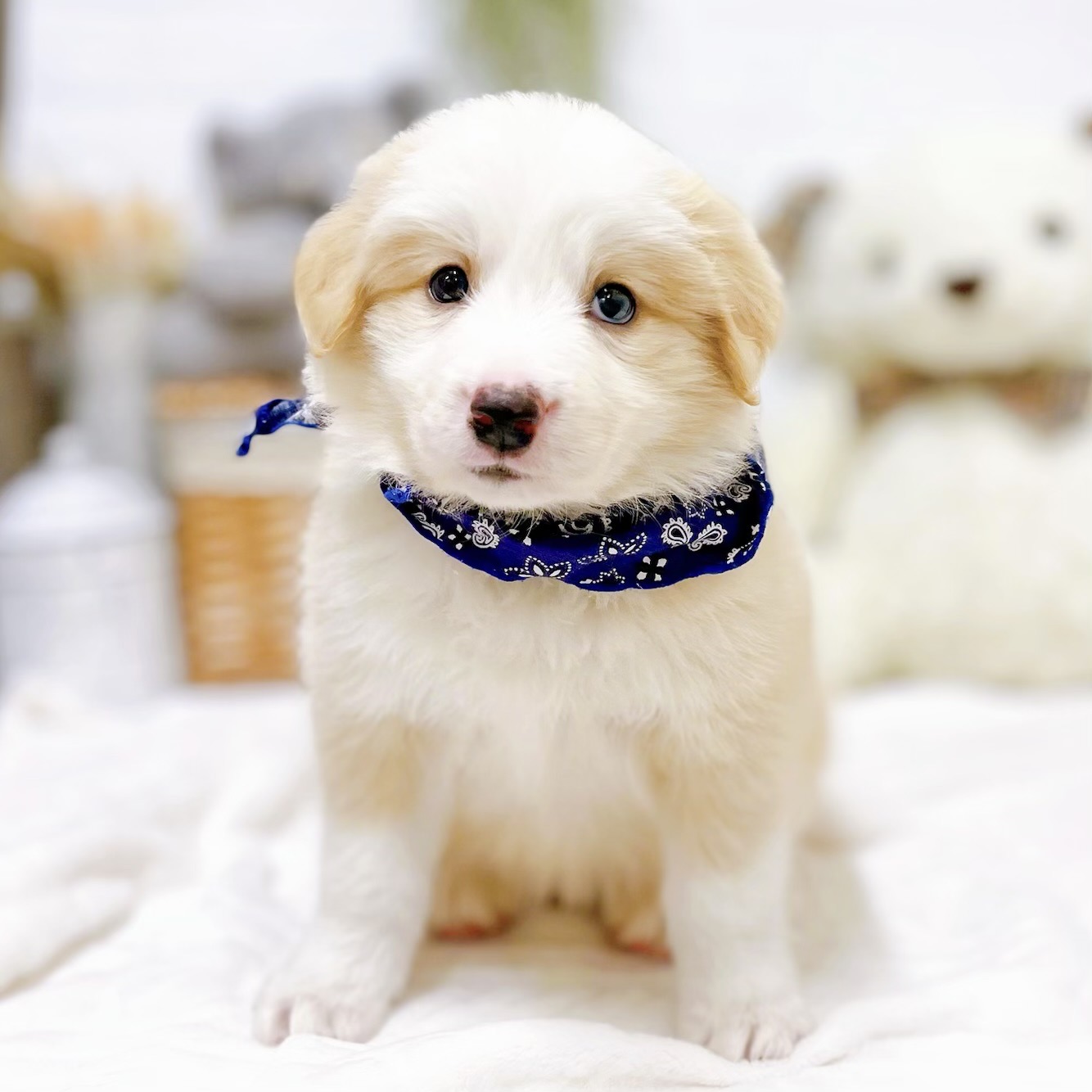 滋賀県のボーダーコリー (犬の家＆猫の里近江八幡店/2025年12月16日生まれ/男の子/レッドホワイト)の子犬の4枚目の画像