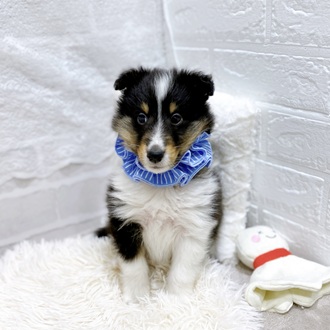 滋賀県のシェットランドシープドッグ (犬の家＆猫の里長浜店/2025年12月18日生まれ/男の子/ブラックタンホワイト)の子犬の4枚目の画像