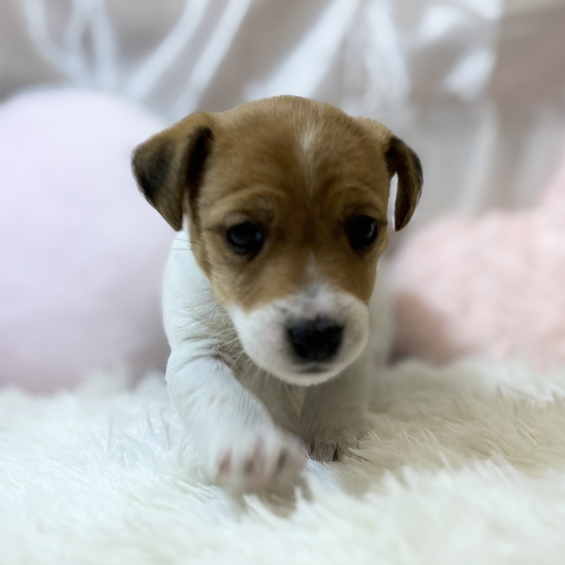 兵庫県のジャックラッセルテリア (犬の家＆猫の里カナート西神戸店/2025年12月15日生まれ/女の子/タンホワイト)の子犬の4枚目の画像