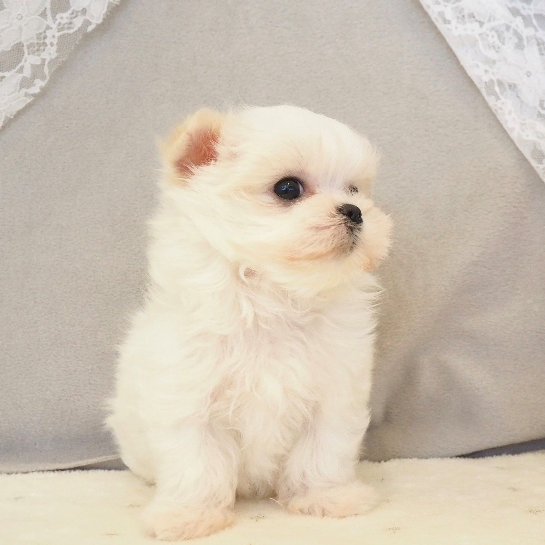 大阪府のマルチーズ (犬の家＆猫の里もりのみやキューズモールBASE店/2025年12月18日生まれ/女の子/ホワイト)の子犬の4枚目の画像