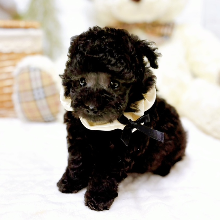 滋賀県のトイプードル(ティーカップ) (犬の家＆猫の里近江八幡店/2025年12月18日生まれ/男の子/グレー)の子犬の4枚目の画像