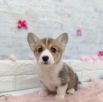 静岡県のウェルシュコーギーペンブローク (犬の家＆猫の里プレ葉ウォーク浜北店/2025年12月19日生まれ/男の子/レッドホワイト)の子犬の4枚目の画像