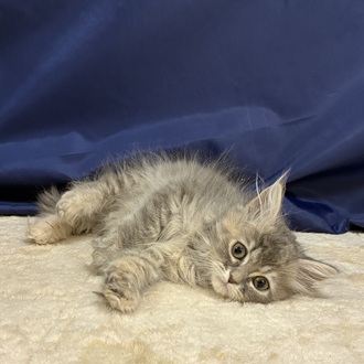 愛知県のサイベリアン (犬の家＆猫の里一宮店/2025年12月10日生まれ/女の子/ブルーパッチドタビーホワイト)の子猫の4枚目の画像