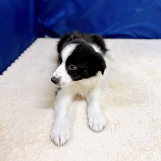 愛知県のボーダーコリー (犬の家＆猫の里一宮店/2025年12月18日生まれ/男の子/ブラックホワイト)の子犬の4枚目の画像