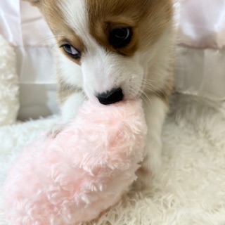 兵庫県のウェルシュコーギーペンブローク (犬の家＆猫の里カナート西神戸店/2025年12月19日生まれ/男の子/セーブルホワイト)の子犬の4枚目の画像